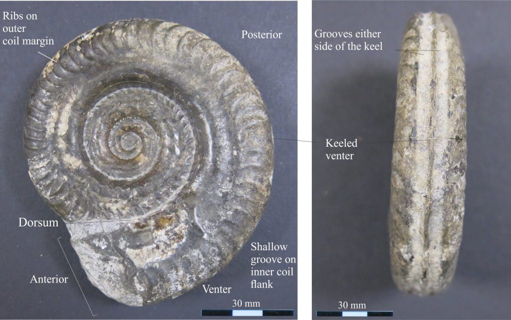 The Lower Jurassic taxon Hildoceras: evolute coiling, prominent ribs on the outer coil flanks but smoother on the inner flanks. The peripheral keel is slightly raised but smooth and has shallow grooves on either side. Photos courtesy of Annette Lockier, University of Derby.
