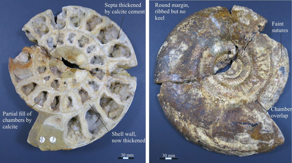 A look inside the tightly coiled, convolute ammonite Parkinsonia and its corresponding external shell (right) – original septa are preserved as narrow, calcareous outlines now encased in diagenetic calcite cement. Thickening of septa and partial fill of chambers by coarse calcite rhombohedra are products of diagenesis. Photos courtesy of Annette Lockier, University of Derby. 