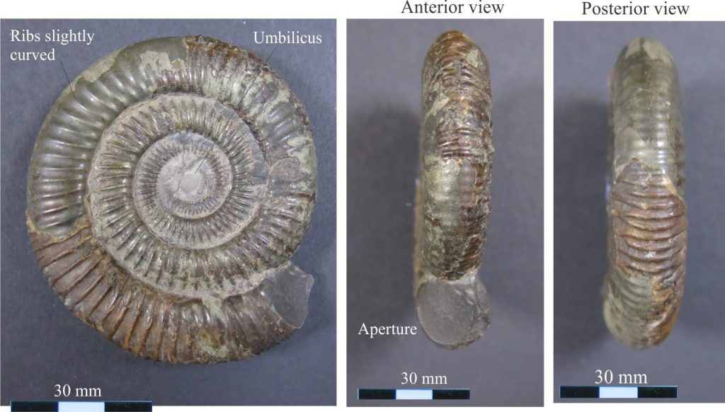 The Lower Jurassic Peronoceras is an important index fossil from the Middle Toarcian. It is evolute, with prominent ribs that traverse each coil. The ribs extend across the outer margin; there is no keel. Photos courtesy of Annette Lockier, University of Derby. 