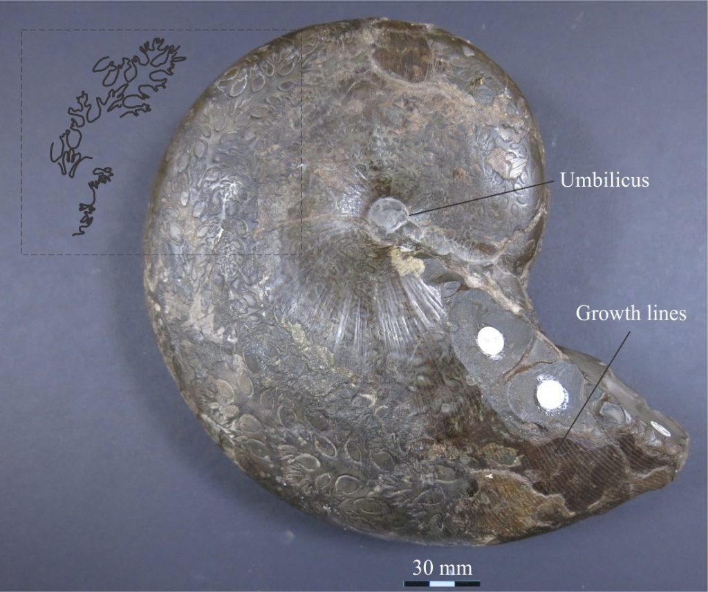 The involute taxon Phylloceras with intricate primary and secondary lobes and saddles. Traces of sutures shown on the upper left. Also visible are growth lines that radiate from the deep umbilicus. Photo courtesy of Annette Lockier, University of Derby. 