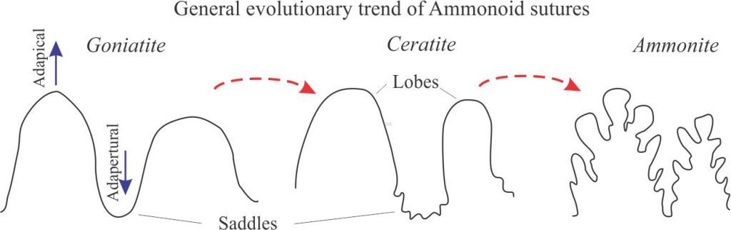 The evolution of ammonoid suture complexity and taxonomic subdividsion into the Goniatite-Ceratite-Ammonite subclasses. Modified from the Digital Atlas of Ancient Life - Cephalopods.e