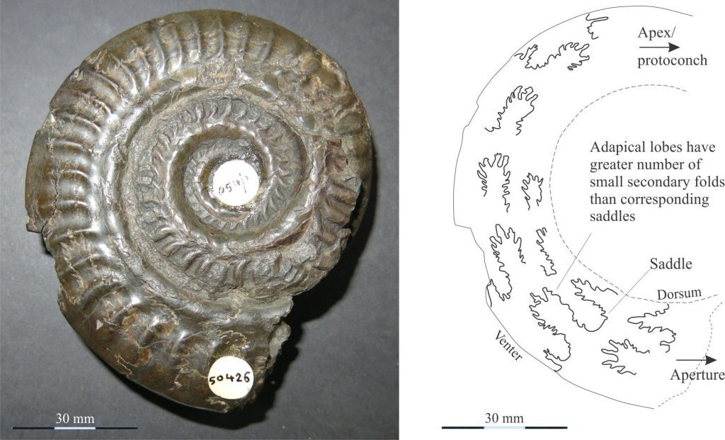 An evolute ammonite (taxon uncertain), with deep grooves between coils, a deep umbilicus, and well-developed sutural lobes that also carry smaller, secondary lobes and saddles – one pair of lobes and saddles per coil (diagram shows traces of the sutures). Photo courtesy of Annette Lockier, University of Derby. 