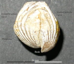 Lateral view of Globirhynchia subglobsoleta with a prominent beak on the pedicle valve (right). The dorsal valve beak is not visible. Note the strong surface plications, also shown in the preceding image.