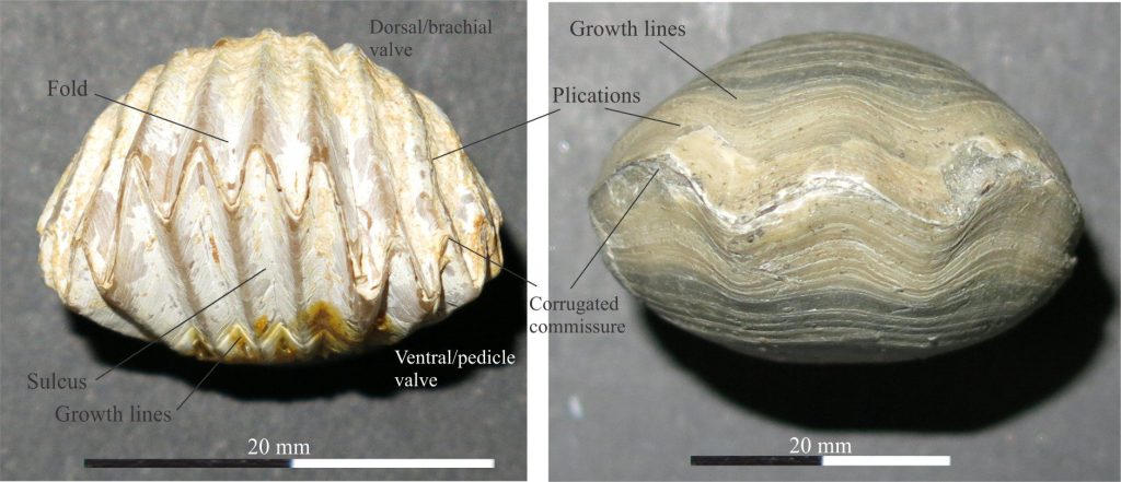 Left: Anterior view of Globirhynchia subglobsoleta (Bajocian – M Jurassic), showing high amplitude plication corrugations along the commissure. There is also a pronounced fold (top – brachial valve) and corresponding sulcus. Right: Anterior view of Cererithyris intermedia (Bathonian – M Jurassic) showing more widely spaced zig zags (plication) along the commissure and growth lines that trace the plication fold structures across the shell surface.