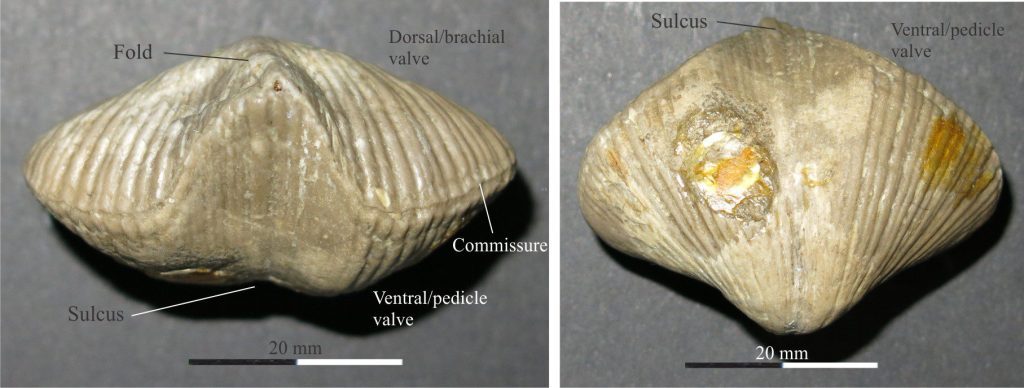Left: Anterior view of Spirifer (Dinantian – Lower Carboniferous) showing a pronounced fold in the brachial valve (top), and corresponding sulcus in the pedicle valve. Contact between the two valves, the commissure, is slightly corrugated (plicate). Right: Ventral view of the same specimen showing the medial sulcus, and overall wing-shape that is characteristic of this order. 