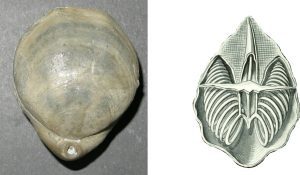 A dorsal view (left) of the brachiopod Cererithyris intermedia (Bathonian) showing morphological components such as hinge, pedicle foramen, plications, and growth lines, and (right) an Ernst Haeckel diagram showing the cut-away section of a modern taxon with slinky-like brachidium coils that support the respiratory organ in living forms. 