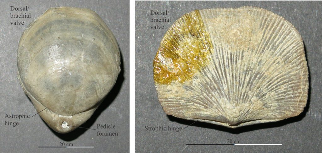 Left: Dorsal view of Cererithyris intermedia showing the curved – astrophic hinge and prominent pedicle foramen. Right: Dorsal view showing the straight – strophic hinge in Plaesiomys subquadrate (Ordovician). Note the fine radial ribs.