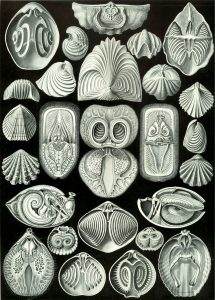 A typical Ernst Haeckel portrayal, employing realism and accuracy to illustrate extant (including their viscera) and extinct brachiopod genera. Foremost in these examples are the internal brachidia that support the respiratory organ (the lophophore). Brachidia typically consist of two, bilaterally located, slinky-like calcareous coils. Plate 97, published in 1904. 