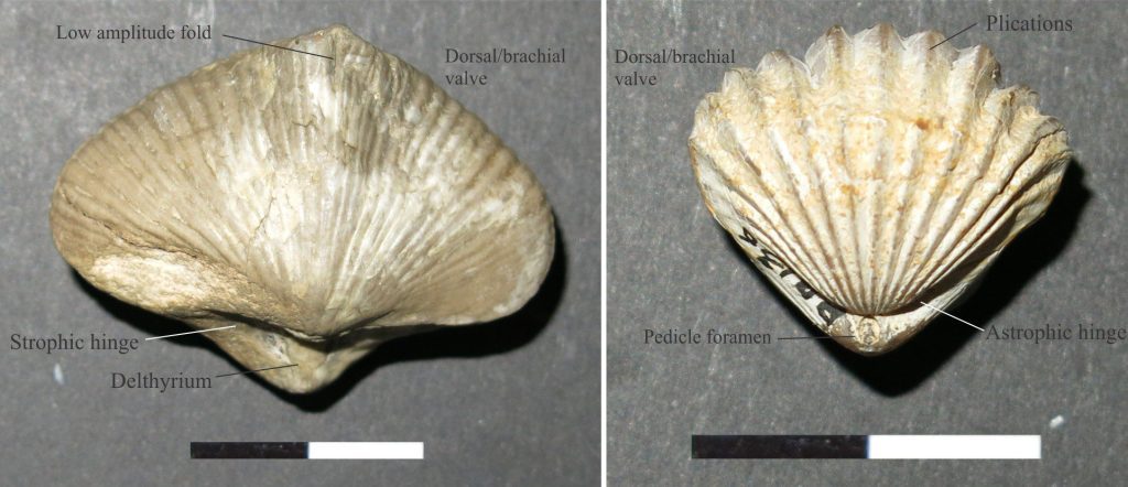 Left: Dorsal view of Spirifera (Dinantian – Lower Carboniferous), exposing a delthyrium in the ventral/pedicle valve just below the dorsal valve beak. The genus has a straight, strophic hinge. The dorsal/brachial valve also has a modest fold, and fine ribs radiating from the beak. Right: Dorsal view of Globirhynchia subglobsoleta (Bajocian - M Jurassic) showing the circular pedicle foramen. This genus has a curved, astrophic hinge and heavy plications.
