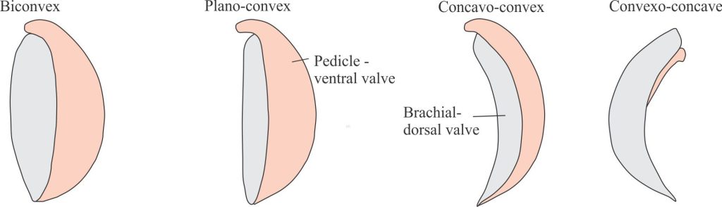 Basic brachiopod shell shapes. Dorsal/brachial valves in grey; pedicle/ventral valves in pink. Modified from Kentucky Geological Survey