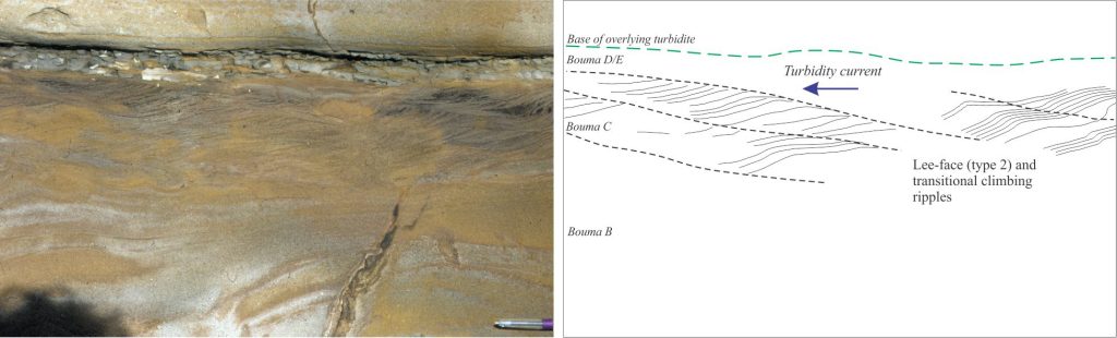 The C- division in this turbidite contains climbing ripples that are mostly transitional where there is some stoss-face preservation, but also maintain a strong down-flow orientation of lee-face foresets. From the Lower Miocene Waitemata Basin, Auckland. 