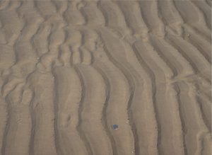 Recent straight and sinuous crested ripples exposed on a sandy tidal flat, Bay of Fundy. The asymmetric profiles are distinctive and indicate flow to the right. Amplitudes are 10-15 mm and wavelengths about 80 mm.