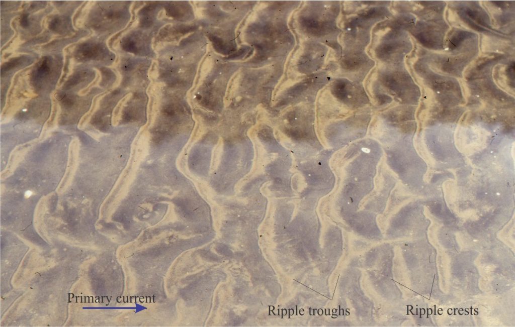 Mud flasers (pale brown) have accumulated in the troughs of these linguoid (and a few lunate) ripples on an intertidal flat – the ripples formed during a flood tide. In this example, clay and silt were stirred into the shallow tidal waters during a storm. The mud was deposited from suspension to the intervening troughs during slack tide when bottom currents were at their lowest velocity. Depending on the relative strength of the subsequent ebb currents, the flasers may be preserved or modified. The bed in the lower half of this view is partly covered by water. Field of view is 80 cm wide.