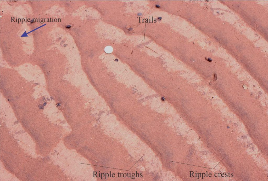 Straight crested sand ripples (deep red hues) have migrated over a muddy substrate; trails in the mud layer have been over-ridden by the ripples. This is a recent example of lenticular bedding, where successive ripples are disconnected. There is a superficial resemblance to flaser bedding, but in this example the mud layer was deposited before the ripples. Here, the ripples formed during the flood tide cycle. Coin diameter (top left) is 24 mm.