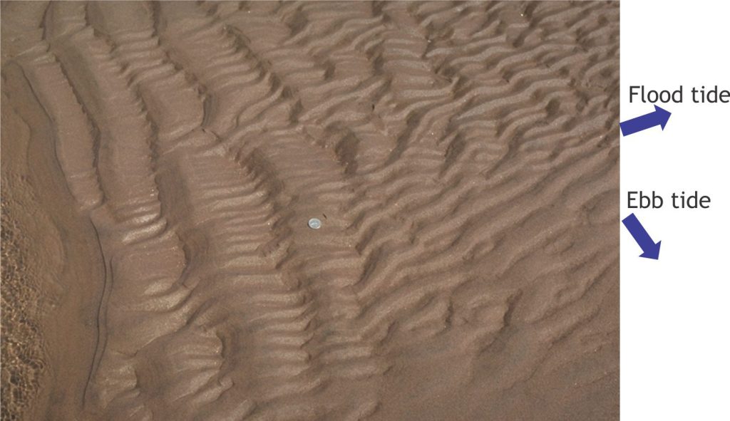 Interference ripples in fine-grained sand, Minas Basin, Bay of Fundy. The directions of tidal flow are indicated. The flood tide ripple sets have larger wavelengths than the ebb tide sets, indicating weaker currents in the latter. Both sets have relatively straight crests. Coin diameter is 24 mm.