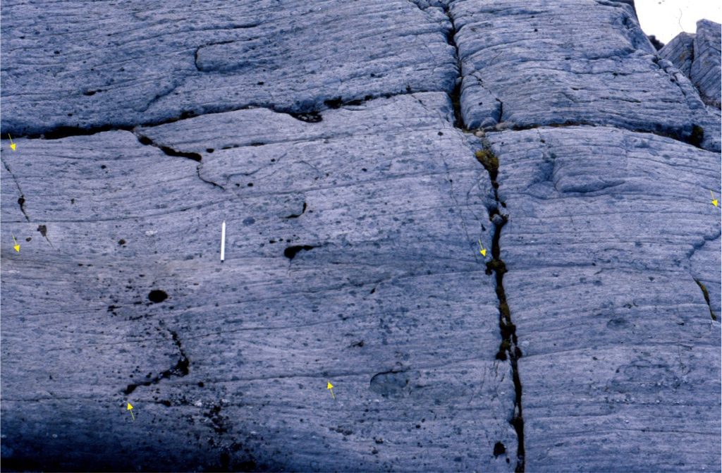 Outcrop view of numerous low-angle crossbed sets in medium-grained sandstone. The discordant contacts between successive crossbed sets are <10o to 12o (a few contacts indicated by arrows). Foreset dips are <15o. The lithofacies is part of a prograding shoreface succession. Pen (left centre) is 15 cm long. Jurassic, Bowser Basin, northern British Columbia.