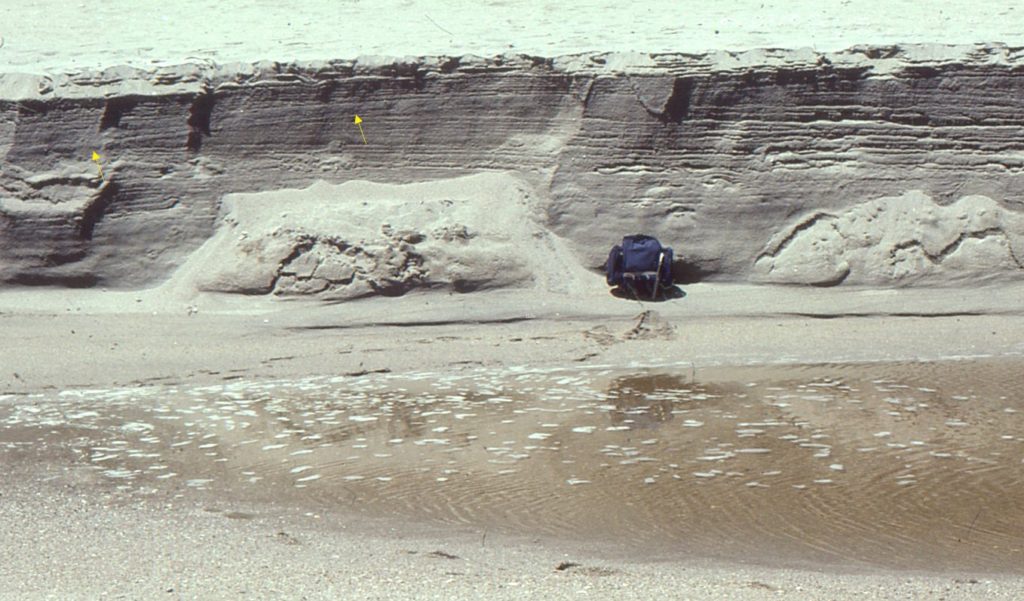 A section of beach deposits exposed during storm surge erosion and subsequent redistribution of sand to the shoreface. The section contains low-angle crossbeds in well sorted fine- to medium-grained sand – discordant contacts indicated by arrows. The section is parallel to the shoreline (i.e., parallel to depositional strike). Raglan, west coast New Zealand.