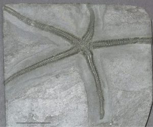 The Devonian starfish Roemeraster asperula, partly excavated from grey shale. Bar scale is 10 mm. Photo courtesy of Annette Lokier, University of Derby.