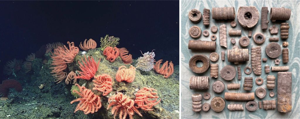 Crinoids, are the most spectacular and certainly the oldest of the echinoderm phylum. Left shows a recent community of Brisingid Feather Stars, sharing the substrate with a few framework-like octocorals. Image credit: NOAA Office of Ocean Exploration and Research, Hohonu Moana 2016. Right is a cornucopia of Carboniferous crinoid columnals, some connected in segments of ancient crinoid stalks. Image courtesy of Dr. Katie Strang on Twitter @palaeokatie and instagram.com/scottishfossils
