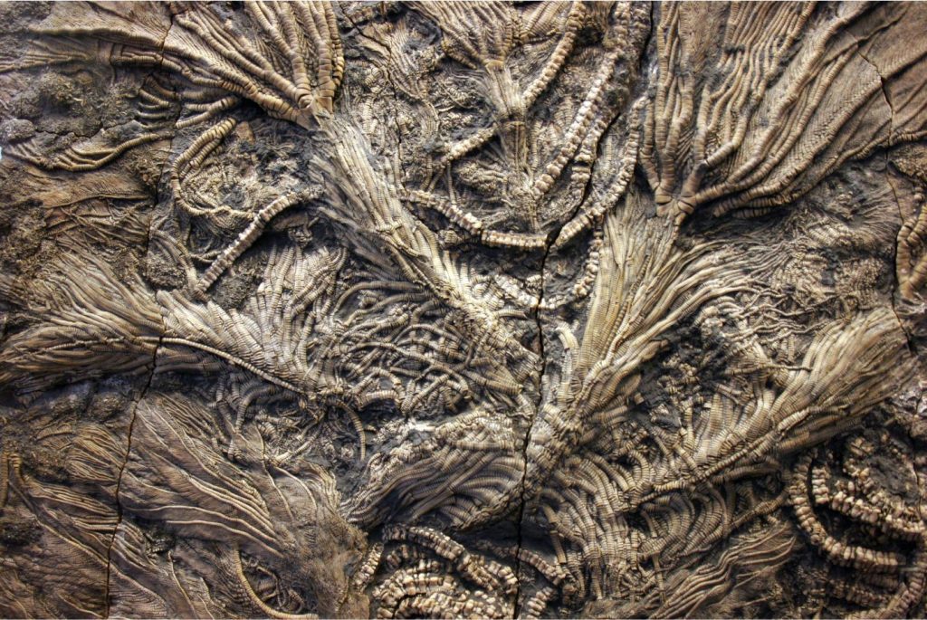 A spectacular array of Jurassic stalked crinoids showing many of the defining characteristics of the class – stalk columnals, cirri along the stalks, small calyxes and the spread of arms and pinnules, all in this beautiful cluster. Image credit: Kevin Walsh, Wiki Commons 