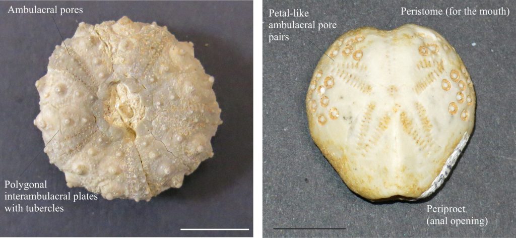 Left: The Jurassic sea urchin Acrosalenia sp. (Aalenian) with clearly visible ambulacral and interambulacral areas of the test, the latter with large tubercles that connected the spines. The plates have a polygonal outline. Right: A Miocene ‘heart urchin’, an irregular echinoid, showing a clear demarcation of the ambulacral petals. The large periproct opening is indicated. Bar scales 10 mm. Photos courtesy of Annette Lokier, University of Derby.