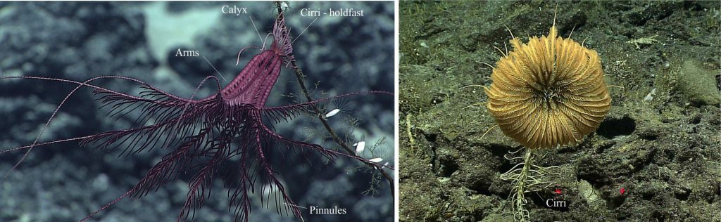 Left: A stunning burgundy feather star has alighted this coral stem, its vase-shaped calyx attached by moveable holdfasts (cirri). Flexible arms and their pinnules extend from the top of the calyx. Observed on an unnamed seamount in the Papahānaumokuākea Marine National Monument, Hawaii. Image credit: NOAA Office of Ocean Exploration and Research, Hohonu Moana 2016. Right: A sea lily attached by a long stem of columnals to the rocky substrate. The mouth is located at the centre of the central depression from which the arms extend. Extending from the main stalk are cirri that are used for attachment to the substrate. Image credit: NOAA Office of Ocean Exploration and Research, 2017 American Samoa 