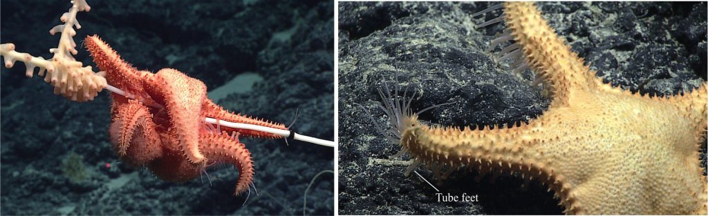 Left: A star fish looking for a quick meal of coral polyps and algae. Tube feet extend from the ambulacral area on the undersides (oral surface) of the arms. From an unnamed seamount in the Papahānaumokuākea Marine National Monument. Image credit: NOAA Office of Ocean Exploration and Research, Hohonu Moana 2016. Right: Star fish using its tube feet, extending from the oral surface (underside), to search for food on the rocky substrate. The outer surface of the arms is lined with small spines. Image credit: NOAA Office of Ocean Exploration and Research, Hohonu Moana 2016 