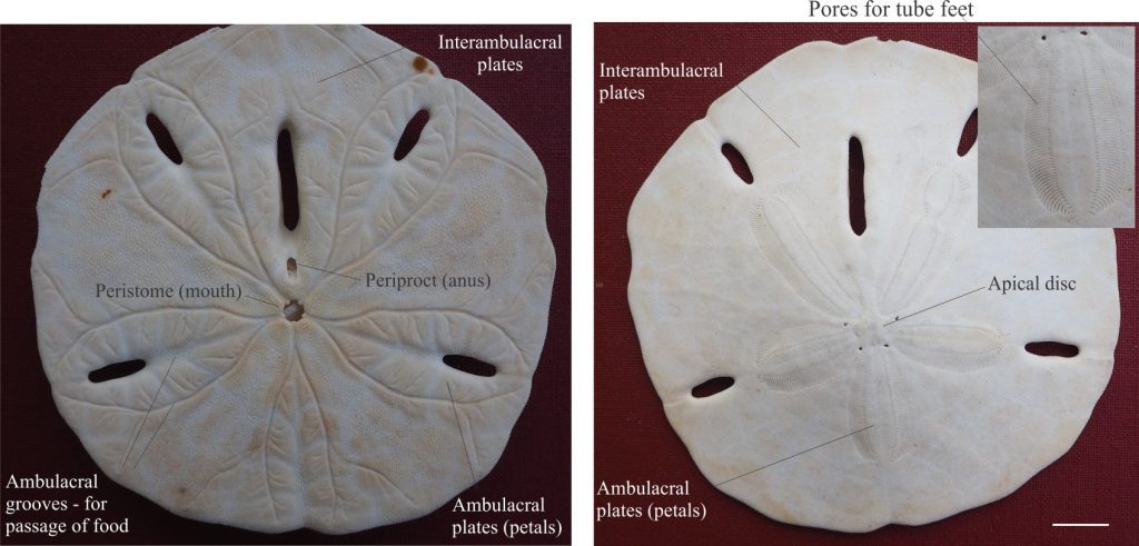The modern Keyhole sand dollar Mellita sp. has a relatively flat oral undersurface (left) where ambulacral grooves converge at the central mouth. Petal-like ambulacral areas are nicely displayed on the upper surface (right). The inset shows some detail of the ambulacral pore-pair that describe each petal. Bar scale is 10 mm.