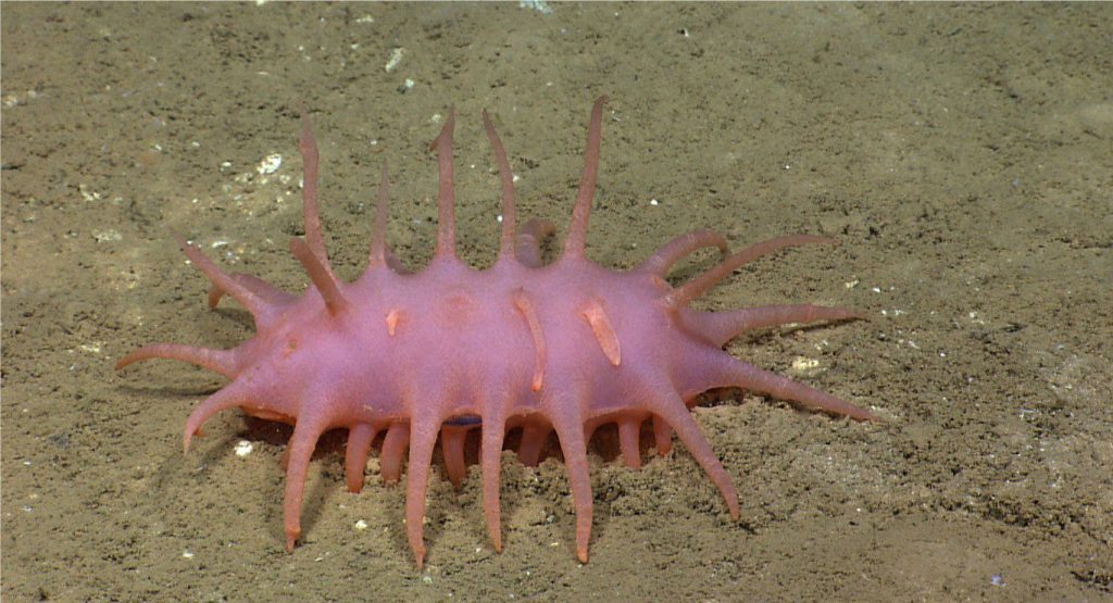This sea cucumber was seen scavenging the walls of Mona Canyon, Hawaii. Like all holothurians, it is soft and squishy and has very low preservation potential. Image credit: NOAA Office of Ocean Exploration and Research, Hohonu Moana 2016. 