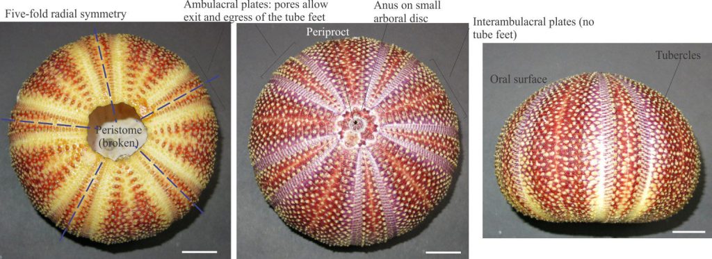 A typical sea urchin, minus its spines. In this case the oral surface covers most of the shell surface from the mouth (underside) to the small aboral disc containing the anus at the apex. Photos courtesy of Annette Lokier, University of Derby.