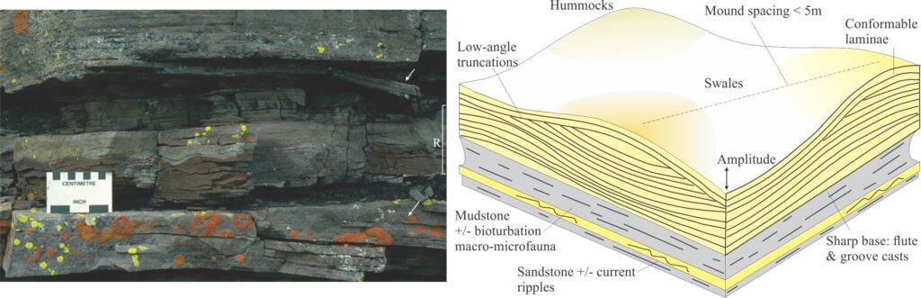 Cross-section of two HCS-bearing sandstone beds (arrows). Laminae in the lower bed show subtle down-dip thickening (towards the adjacent trough). The amplitude of both mounds is 5-8 cm. The lower bed is overlain by mudstone and sandstone containing asymmetric current ripples (R). Campanian Monster Fm., Yukon.