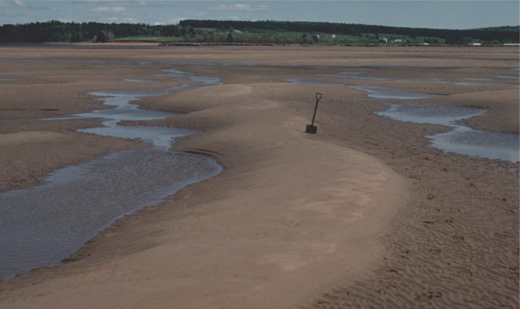 Modern intertidal dunes deposited on a flood tide and modified during the subsequent ebb flow. The spade is located at the edge of the stoss face. Erosion of the lee face during ebb tidal flow has created a subdued, rounded dune profile. Sedimentation during the next incoming tide will reactivate deposition across the lee face. Minas Basin, Bay of Fundy.