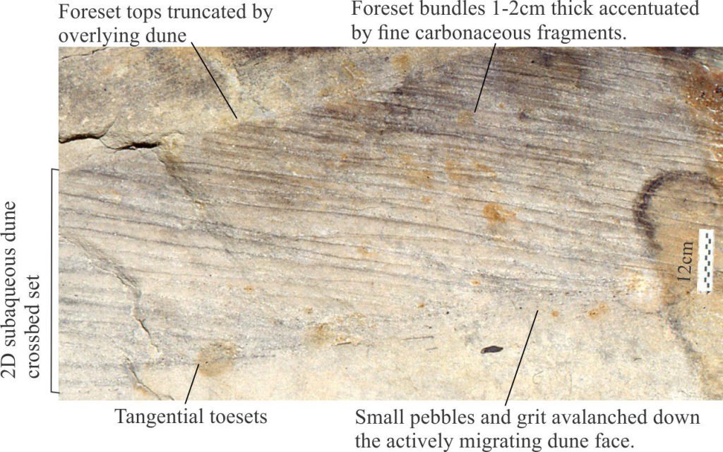 A 50 cm thick subaqueous dune where sandstone crossbed foresets 1-2 cm thick are rhythmically interlayered with dark, silty, carbonaceous layers. Each foreset couplet is reasonably continuous along its length although there are some local, minor discordances. In this example from the Paleocene Expedition Formation (Ellesmere Island), the carbonaceous veneers accentuate the couplet periodicity.