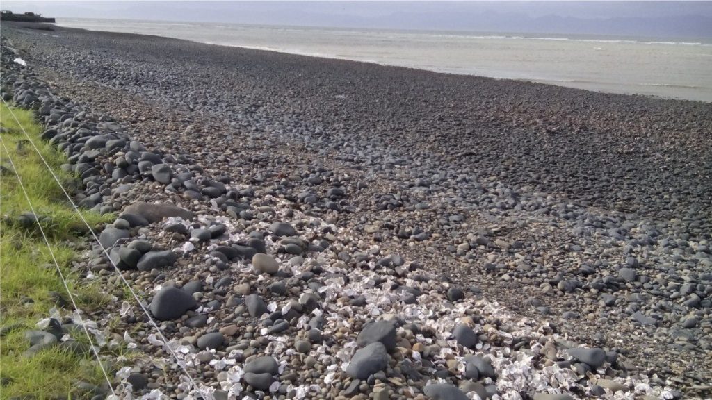 An active gravel beach on the Hauraki Gulf coast (Kaiaua), New Zealand. Clast size ranges from pebble to boulder. A storm ridge (berm) has developed at the upper limit of the gravels where clasts are mixed with broken bivalve and gastropod shells. The largest clasts have been dumped by storms on the landward margin of the berm. The gravel composition is almost 100% greywacke and derived from bedrock farther inland.