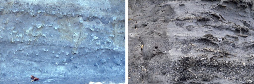 Left: Tabular crossbedded pebble conglomerate and pebbly sandstone, crossbed sets 20-60 cm thick, are pocked by pebble-filled, vertical sided scours - possible ray feeding excavations. A few of the foresets are outlined. Outcrop is 3.3 m high. Right: Closer view of possible ray feeding holes. The tops of these structures coincide with bedding. Most are filled by fine pebble conglomerate, which creates good visual contrast with the host sandstone. The vertical, non-deformed sides in most suggest the holes were filled rapidly. Lens cap centre right is 50 mm diameter. Both photos of the Early Miocene, basal Waitemata Basin. Both located at Matheson’s Bay, north Auckland. 