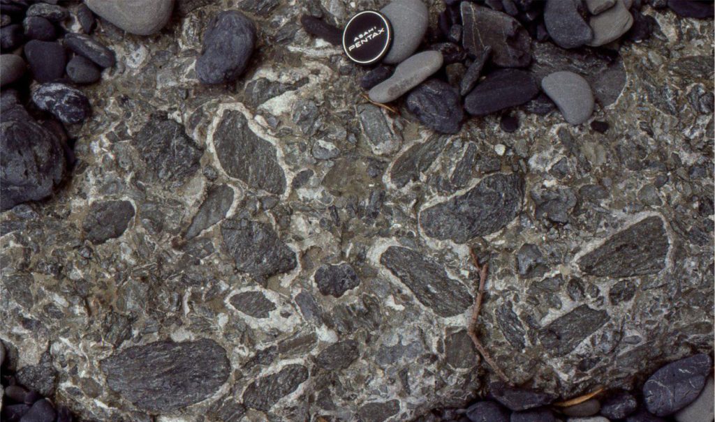 Greywacke pebbles and cobbles overgrown by calcareous algae (rhodoliths) are common additions to the coarse-grained lithofacies. Additional skeletal material in the mix includes barnacles, bryozoa, and a few solitary corals, all of which indicate shallow marine conditions where gravel clasts were subjected to relatively intense wave and/or tidal current activity. Matheson’s Bay, north Auckland.