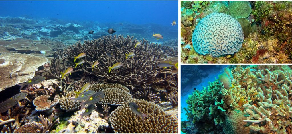 Modern Scleractinian coral reefs: One of the most diverse ecosystems on Earth. Descriptions and credits posted in the following text.