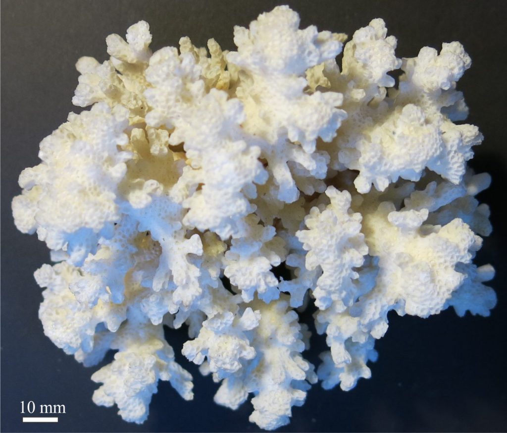 A delicately branched, colonial Acropora. Individual corallites are 2 mm diameter. Original photo courtesy of Annette Lokier, Derby University. 