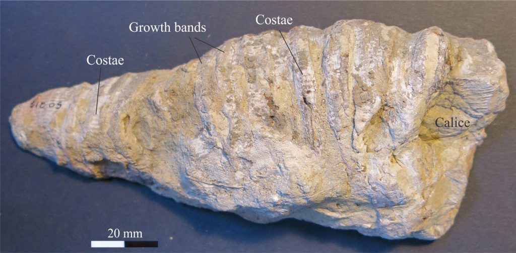 A typical Horn Coral, Ketophyllum columnariina (Silurian) and although not in the best condition, some costae and growth lines or bands are preserved. This specimen is about 15 cm long. Original photo courtesy of Annette Lokier, Derby University. 