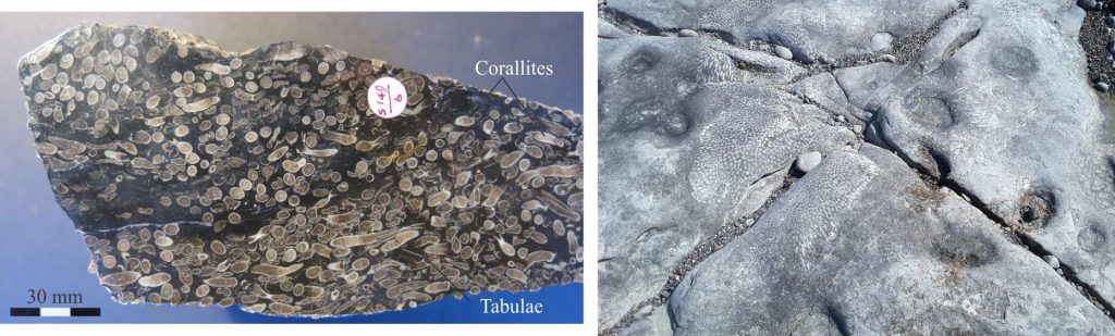 Lithostrotion, a Carboniferous colonial Rugose coral. Left: A polished slab from the Dinantian in Yorkshire Dales. Zoom in to see the septa in transverse sections and tabulae in longitudinal sections of individual corallites. Original photo courtesy of Annette Lokier, Derby University. Right: Several clusters of colonial Rugose corals from Dinantian limestones at Blackhead, Burrens (Ireland). Exposure is approximately along bedding.