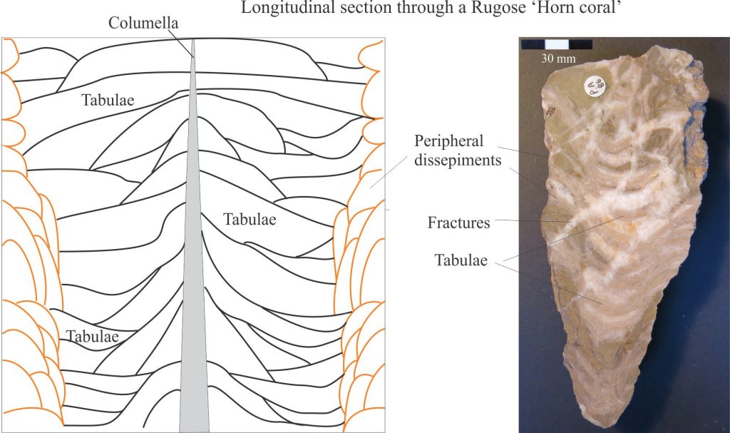 Left: A diagrammatic, longitudinal cross-section of a typical Rugose Horn coral showing the arrangement of dissepiments and tabulae around a central columella. Modified from Denayer and Webb,2015, Fig. 3. Right: A polished longitudinal section through the Silurian Rugose genus Ketophyllum. There has been some recrystallization of calcite and fracturing, but the central tabulae are still visible. Original photo courtesy of Annette Lokier, Derby University. 