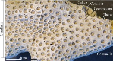 Dissempiments Coral morphology for sedimentologists - Geological Digressions
