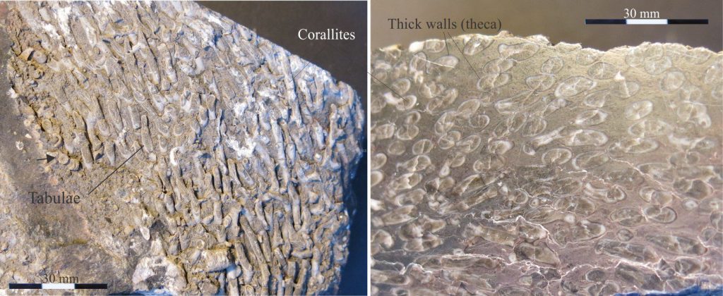 Carboniferous Syringopora, a colonial Tabulate consisting of an array of corallite tubes. Zoom in to see faint tabulae in the corroded specimen left. Thick corallite theca best seen in the polished slab (right). There are no septa. Arrow (left image) locates crinoid ossicles. Original photo courtesy of Annette Lokier, Derby University. 