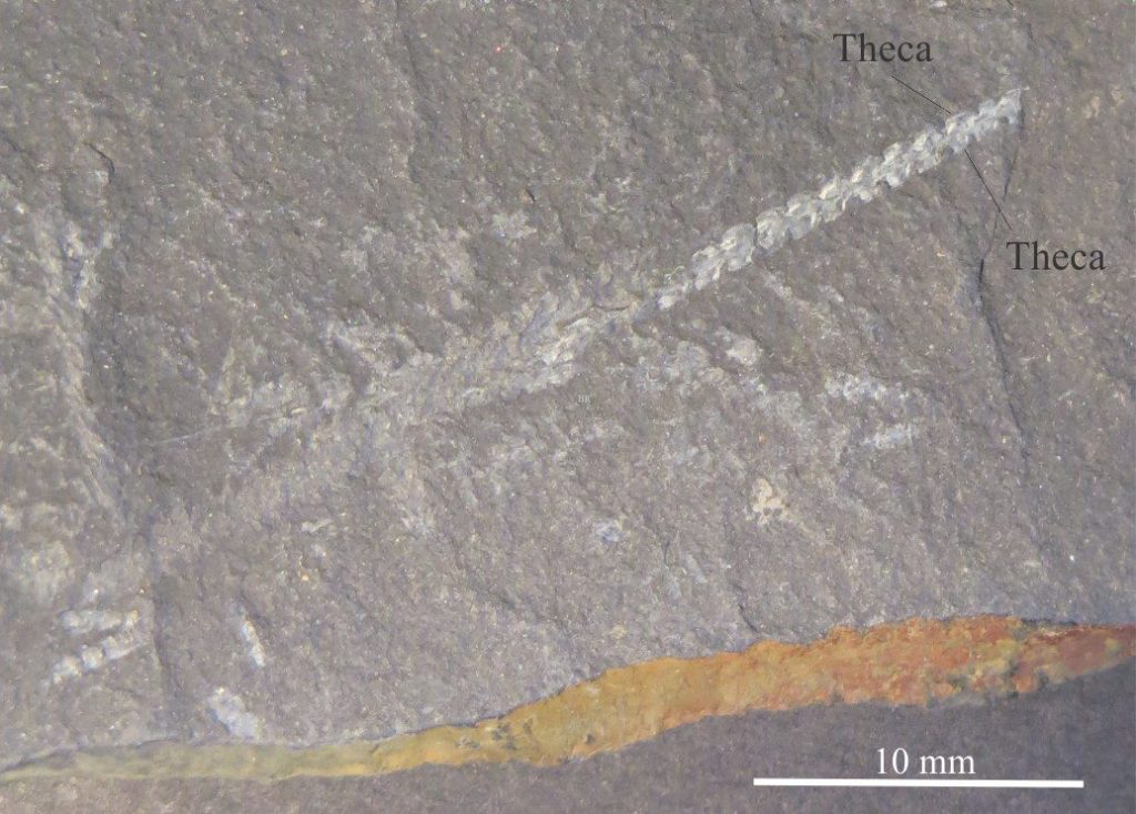 Climacograptus was a scandent biserial graptoloid with a single stipe. With the theca facing upward, the nema extending from the top of this specimen would have been at the skinny end of the stipe (top right). The genus ranged through the Mid-Ordovician and Silurian. The image was provided courtesy of Annette Lokier, University of Derby.