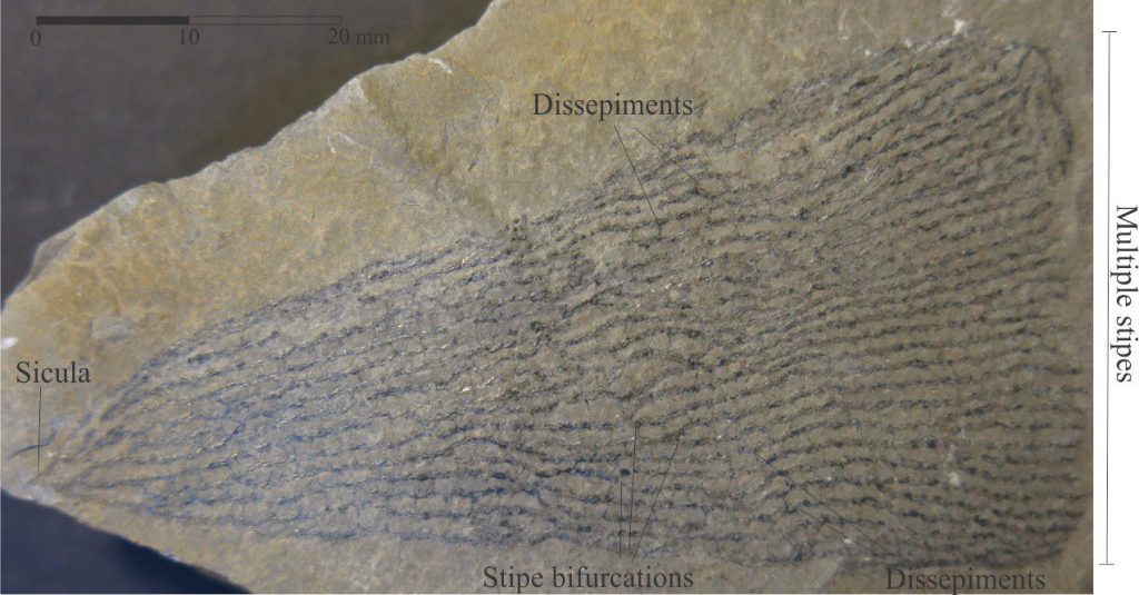 A nice example of the dendroid graptolite Dictyonema where the rhabdosome expands from a (probable) sicula into a fan-like structure – in life this was probably more cone-shaped and upright, attached to the substrate by the sicula. A few dissepiments and stipe bifurcations are preserved here. The image was provided courtesy of Annette Lokier, University of Derby.