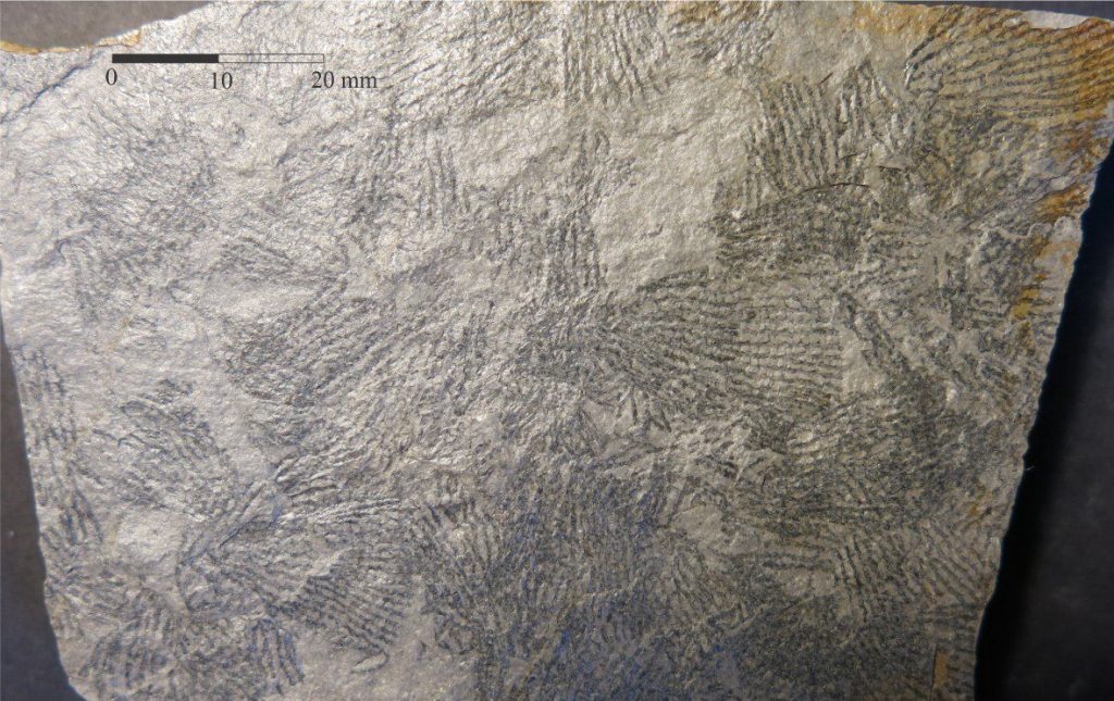 This shale slab has revealed a cluster of overlapping Dictyonema rhabdosomes. The image was provided courtesy of Annette Lokier, University of Derby.