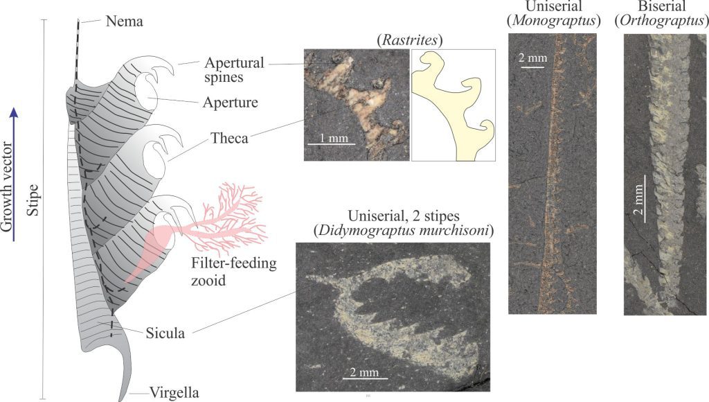 Common morphological components of graptolites shown diagrammatically, in this case as a uniserial structure. The virgella is shown as part of the sicula. The nema would have continued through each of the theca that in life connected each zooid (dashed black line). The aperture is not commonly seen on the usual 2D specimen presentations. The hypothetical zooid has feathery structures that in modern forms filter food particles from seawater. The diagram is modified from a British Geological Survey article. The specimen images were provided courtesy of Annette Lokier, University of Derby. 