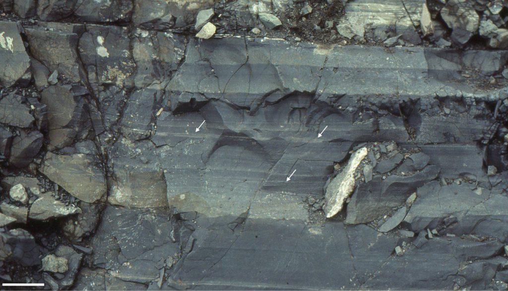 Slope deposits in the Middle Jurassic Bowser Basin (British Columbia) contain abundant, thin (a few millimetres), normal-graded flow units, interbedded with laminated very fine-grained sandstone, siltstone, and mudstone; laminated intervals also contain small ripples (traction currents - arrows). Are the graded beds the products of river-derived hyperpycnal flows or processes that produce ignitive flows? The slope assemblage contains abundant evidence for synsedimentary failure at scales ranging from a few centimetres to many 10s of metres – so there were mechanisms available to generate ignitive turbidity currents. However, the laminated lithofacies, or hemipelagites, are more likely derived from hypopycnal plumes. Hypopycnal and hyperpycnal flows commonly coexist in modern river plumes, so by association, the thin graded beds may be inferred as hyperpycnites. There is, however, no direct evidence in this succession to distinguish between hyperpycnal and ignitive origins. Bar scale is 50 mm.