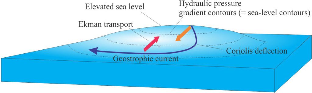 Ekman transport of ocean water masses toward the centre of a gyre, results in a local rise in sea level. The return flow (orange arrow) is driven by gravity induced hydraulic gradients, and these flowing parcels of water are, in turn, deflected by Coriolis forces. The resulting geostrophic flow is parallel to the sea level contours and in the direction of gyre rotation. 
