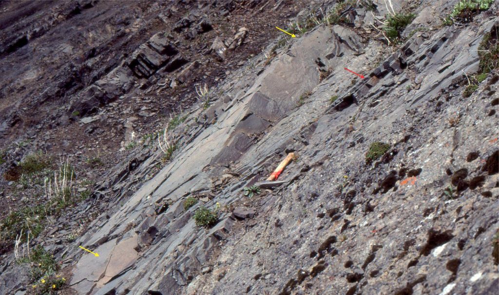 Bedding exposure of hummocks and swales (yellow arrows). Hummock amplitude is 15-20 cm and spacing 3-4 m. An underlying swale is indicated by the red arrow. The HCS unit is underlain by a thin pebbly, normally graded sandstone of turbidite character (at the level of the hammer. Mid-Jurassic Bowser Basin, northern British Columbia. 